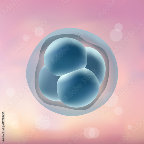 In vitro fertilization IVF. Embrio development. 4-stage cell. Illustration for web or typography magazine, brochure, flyer, poster. Blurred pink background