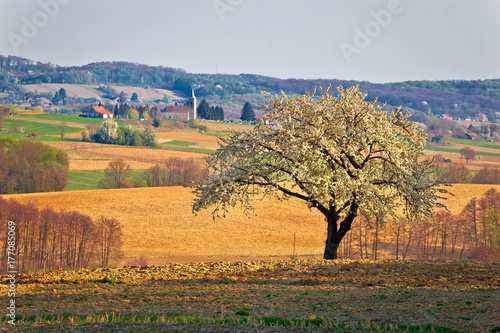 Lonely blossom tree in Prigorje region of Croatia