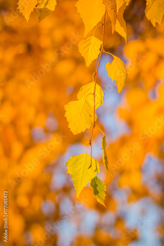 Autumn yellow birch leaves