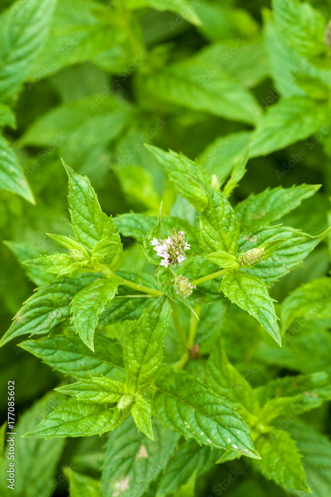 Mint Mint