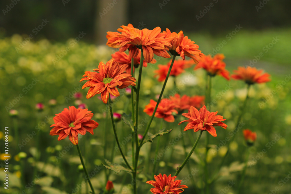beautiful flower blossom beautiful flower blossom