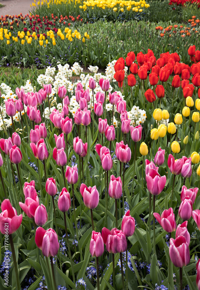 Obraz premium Colorful flowers in the Keukenhof Garden in Lisse, Holland, Netherlands. 