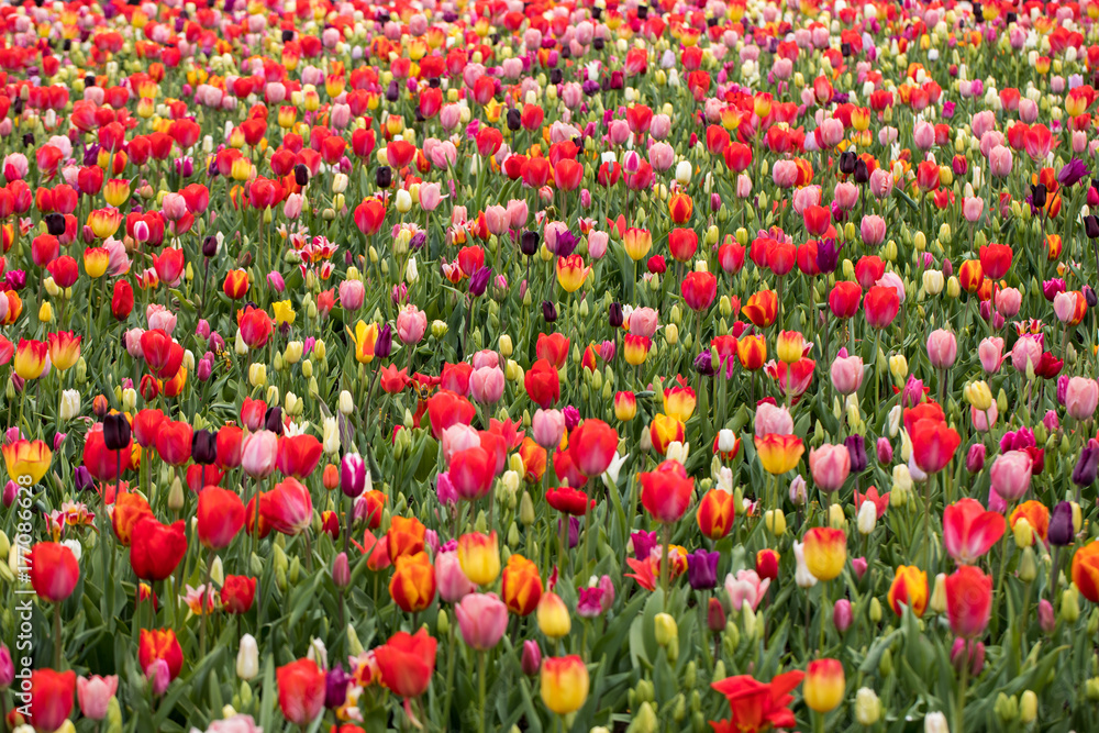 colorful tulips flowers blooming in a garden