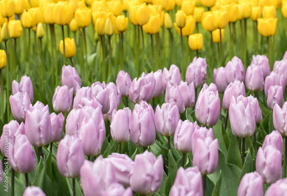 Obraz premium colorful tulips flowers blooming in a garden