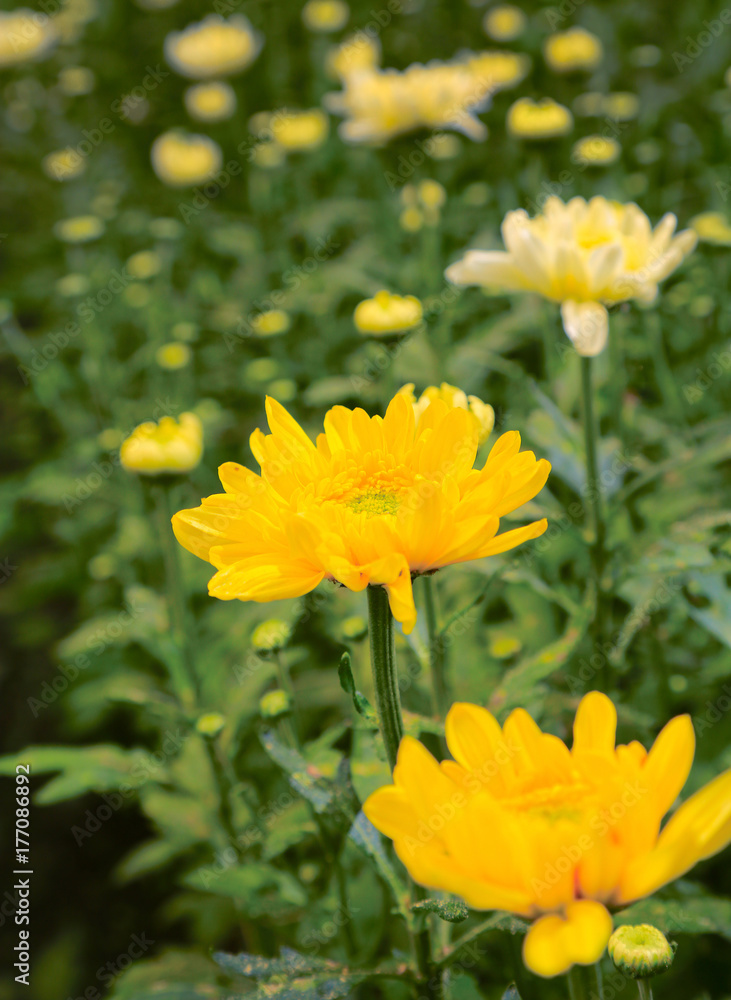 beautiful flower blossom background beautiful flower blossom background
