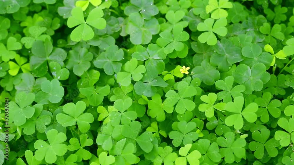 Clover and little yellow flower Clover and little yellow flower