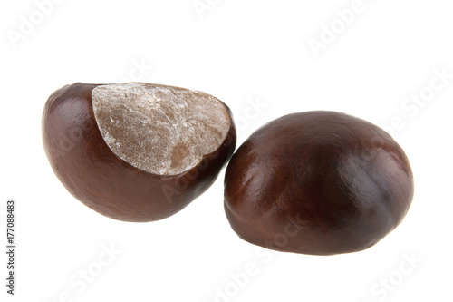 chestnut isolated on white background