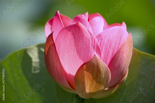 The blooming of pink lotus in Astrakhan region, river, summer. Russia wild nature