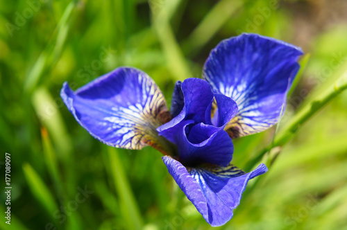 Fototapeta Naklejka Na Ścianę i Meble -  Iris sibirica blue flower head with green