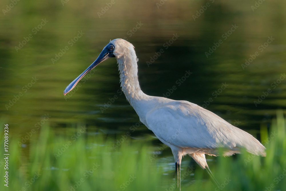 Royal Spoonbil bird walking beside a lake in Gold Coast, Queensland, Australia Royal Spoonbil bird walking beside a lake in Gold Coast, Queensland, Australia