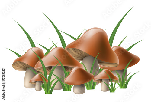 Brown edible mushroom cluster in grass, isolated on white. Vector illustration for autumn harvest and nature design