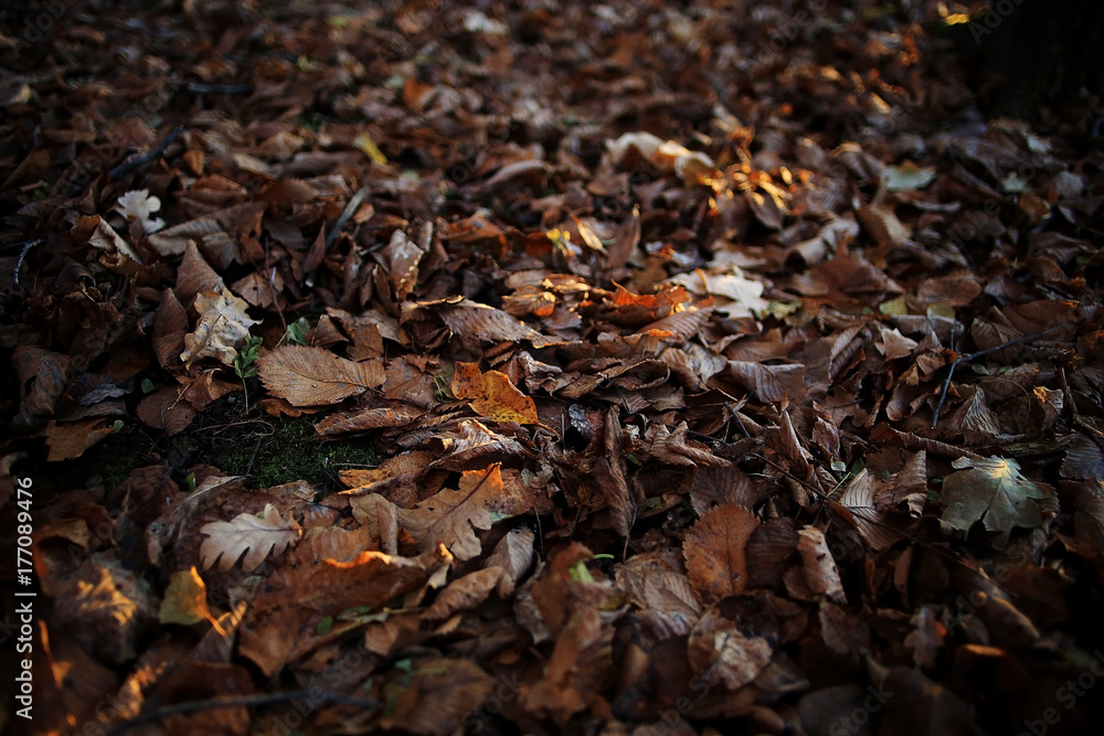 autumnal background with fallen yellow leaves autumnal background with fallen yellow leaves