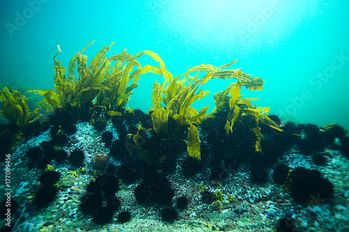 Fotografie, Obraz laminaria sea kale underwater photo ocean reef salt water