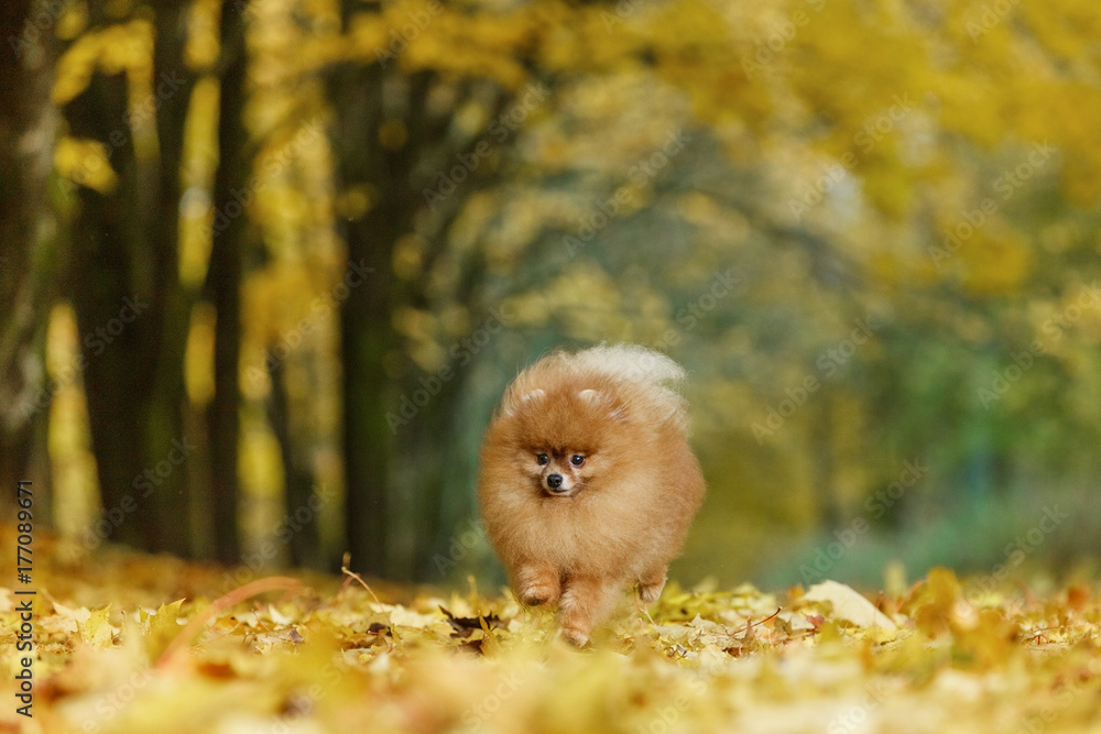 A serious German spitz runs along the autumn leaves