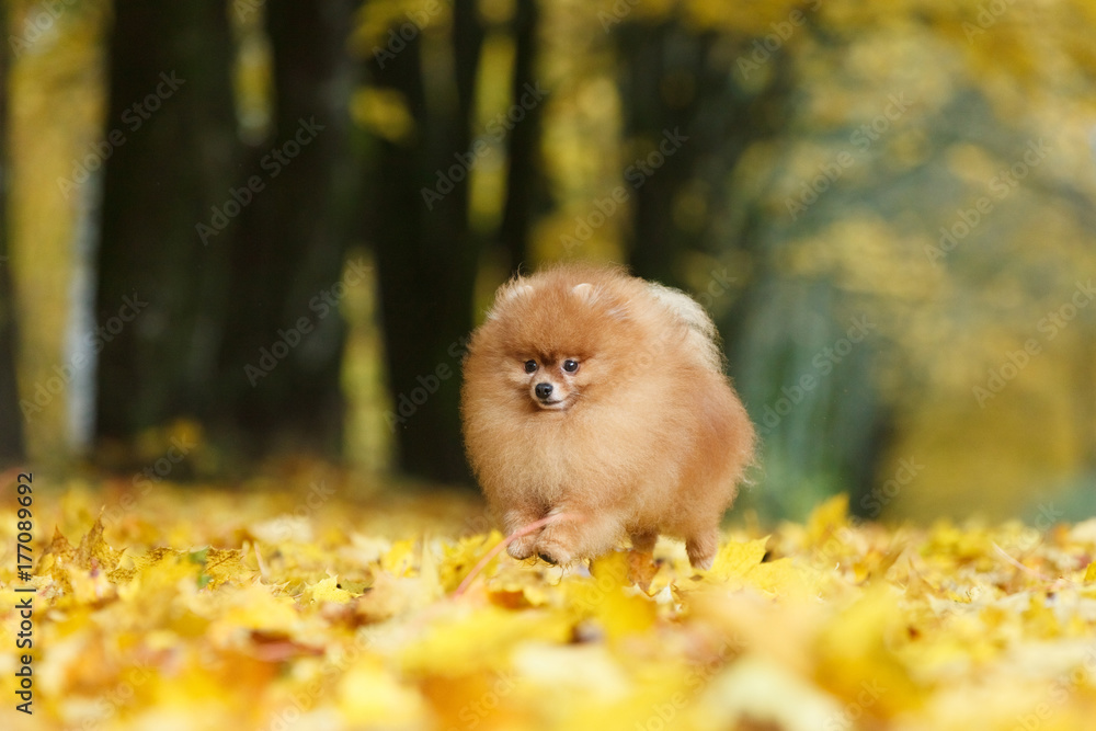 German Spitz dog is running happily along the yellow autumn leaves