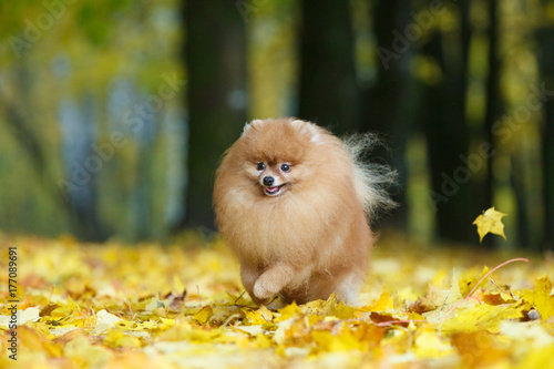 Bright red German Spitz gaily running around the fallen fowl