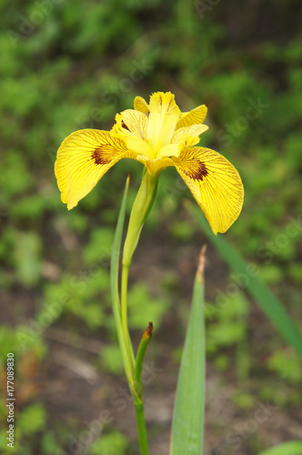 Fototapeta Naklejka Na Ścianę i Meble -  Iris pseudacorus one yellow flower 