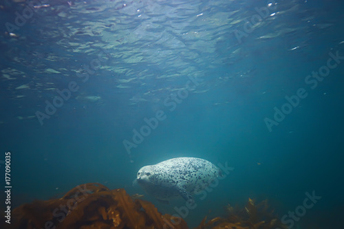 seal underwater photo in wild nature