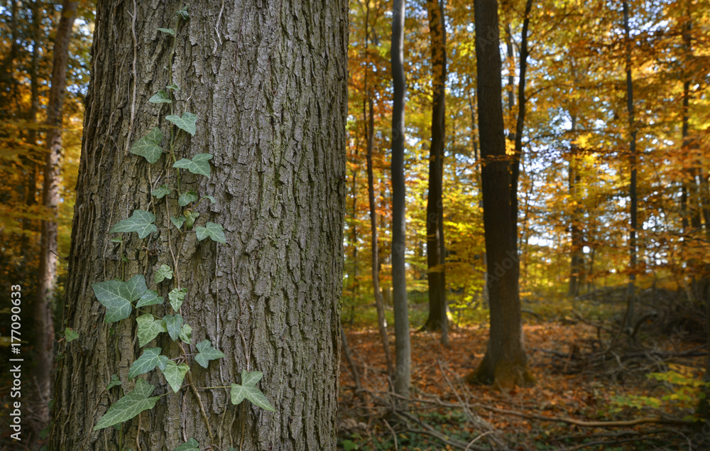 Naklejka premium Herbst im Wald