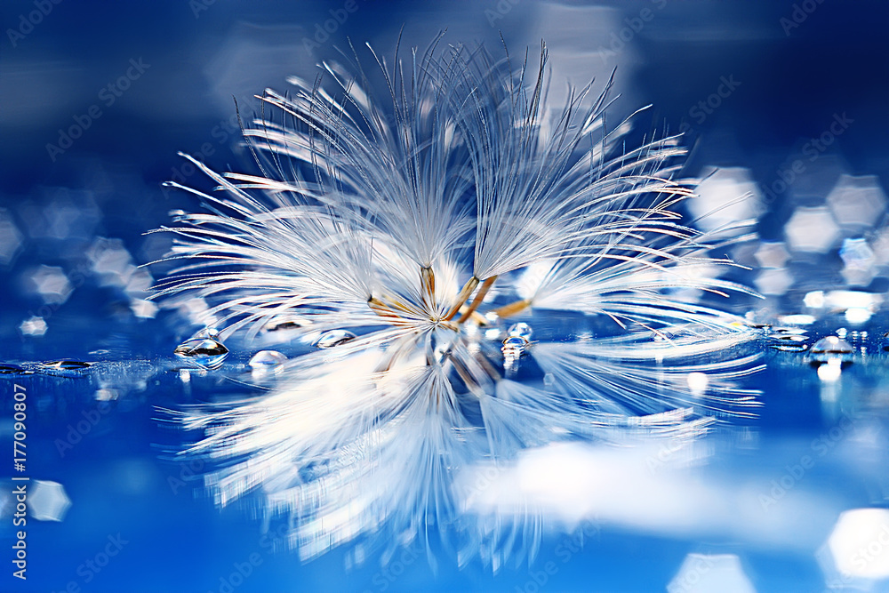 Naklejka premium dandelion seeds on a light blue background, lightness, holiday