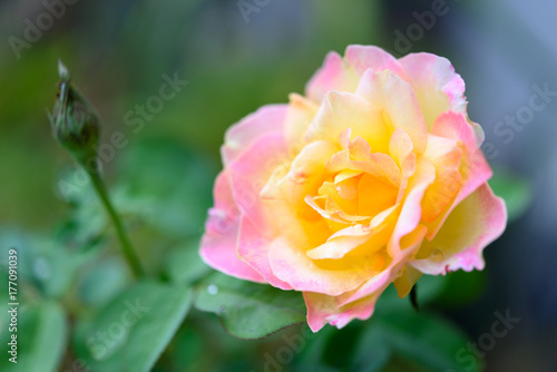 Close up beautiful yellow pink roses flower in garden outdoor blurred background