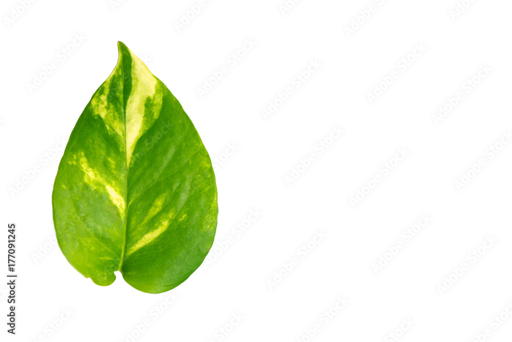 Fototapeta premium Devil,s ivy, Golden pothos leaf isolated on white background