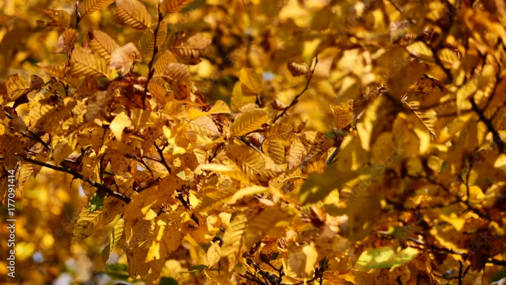 Yellow autumn leaves in 4K resolution Yellow autumn leaves in 4K resolution