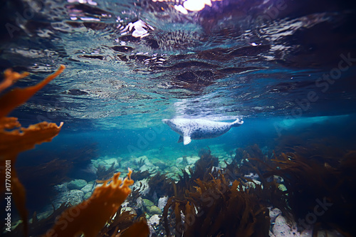 seal underwater photo in wild nature