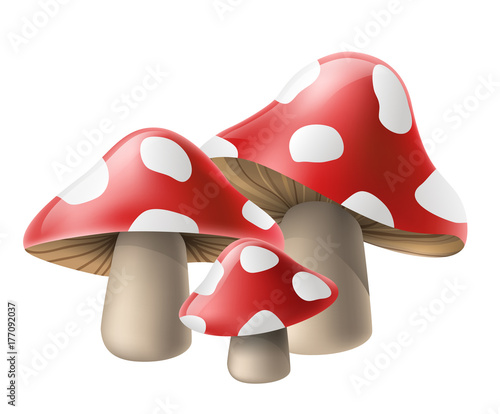 Poisonous red mushroom cluster with white spots, for autumn and fall season design. Vector illustration, isolated on white