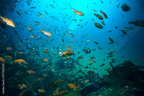 marine animals underwater photo © kichigin19