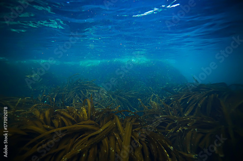 laminaria sea kale underwater photo ocean reef salt water