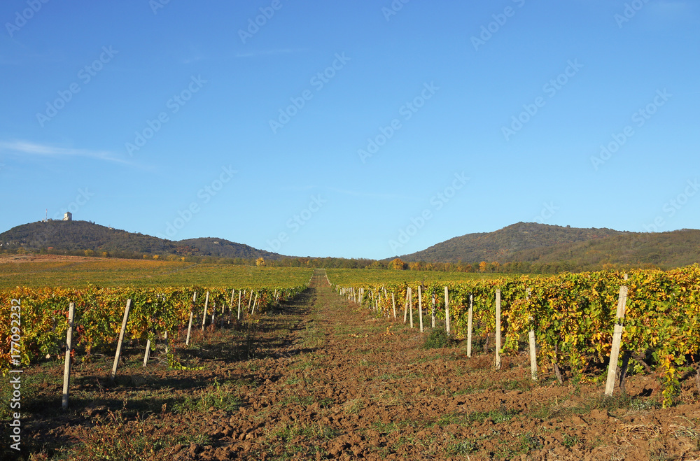 Vineyard landscape autumn season agriculture