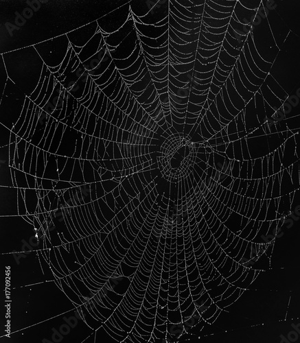 Beautiful black and white spider web, completely covered with frost droplets