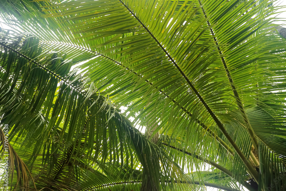 Fototapeta premium Trees in the jungle in Asia