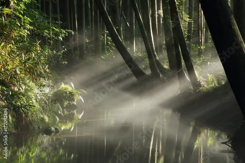 Obraz rzeka z poranną mgłą w lesie