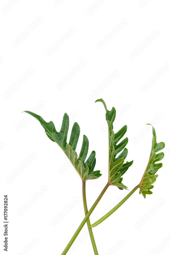 Flat lay Philodendron tropical green leaf isolated on white background,top view Flat lay Philodendron tropical green leaf isolated on white background,top view
