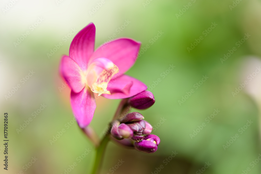 Beautiful purple ground orchid flower blooming with green blurred background,Spathoglottis floral Beautiful purple ground orchid flower blooming with green blurred background,Spathoglottis floral