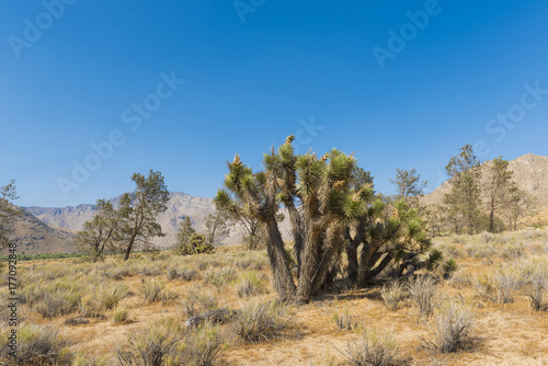 Joshua tree in the desert