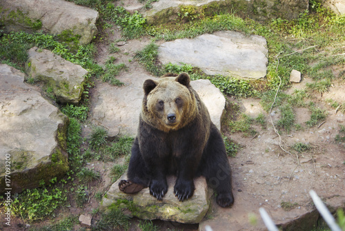 Braunbär, sitzend