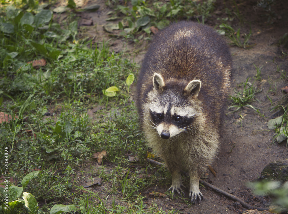 Waschbär Waschbär