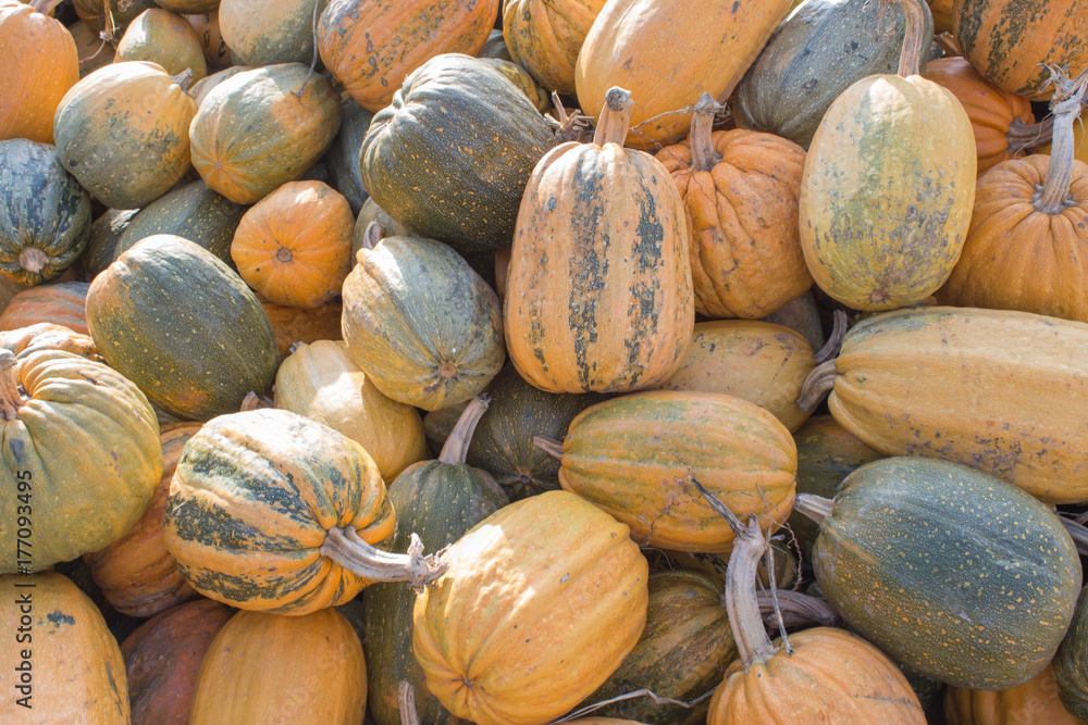 Ripe pumpkins at farmer market in Georgia. Autumn picked pumpkins