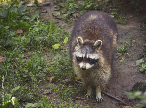 Waschbär