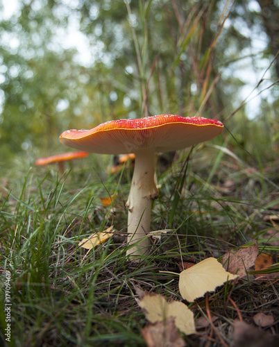 Amanita mushroom in the grass. Macro. Close-up. Poisonous mushroom.