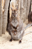 Female kangaroo with a cute baby calf