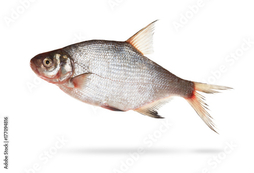 Foto bream isolated on white background