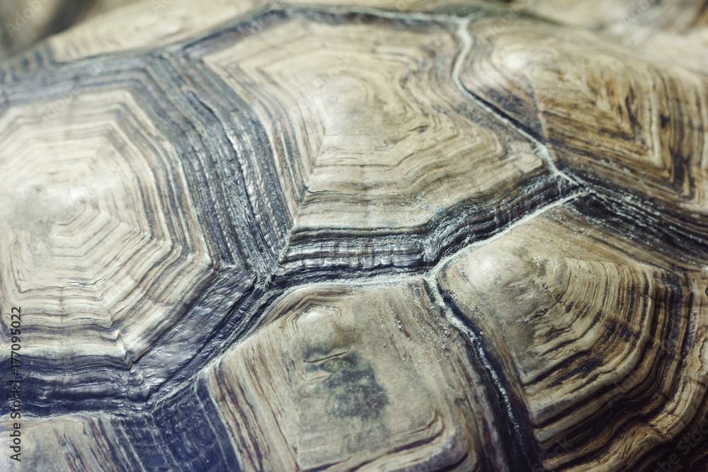 Turtle's back background. Turtle's back background.