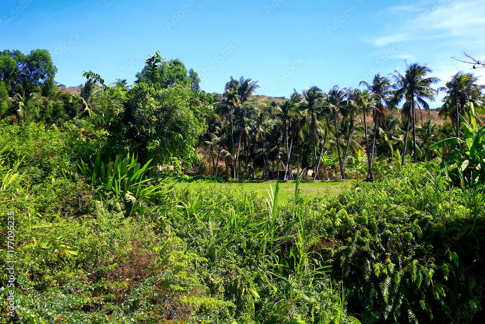 Clearing in the sunny jungle Clearing in the sunny jungle