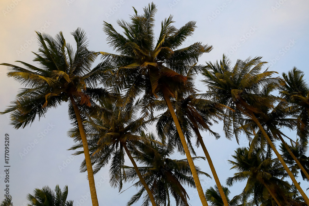 Obraz premium Silhouettes of palm trees