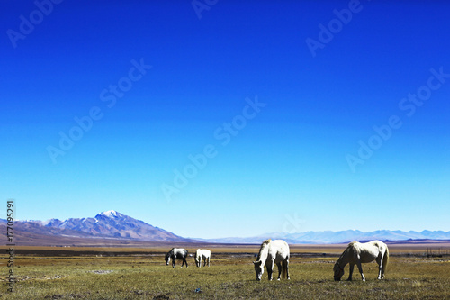 horses in Tibet against the background of mountains