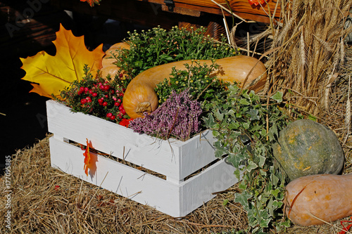 Pumpkins, pink berries of pernettya, heather in white box as autumn decoration at market place photo